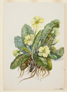 Primula vulgaris Huds Primrose by EF Crowley