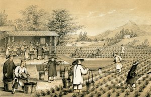 Culture and Preparation of Tea, China, 1847