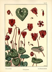 The Cyclamen by E. Hervegh