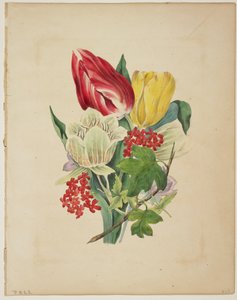 Bouquet of Tulips (from Flora