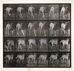 Dread Trotting, 1887 by Eadweard Muybridge