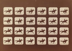 Horses. Running. Phyrne L. No. 40, 1879 by Eadweard Muybridge