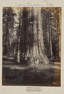 Mammoth Tree Grove, Calaveras County, California. Abraham Lincoln. 320 Feet High, 54 Feet in Circumference by Eadweard J. Muybridge