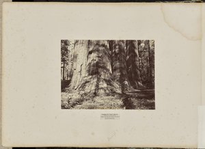 Mammoth Tree Grove, Calaveras County, California. The Salem Witch Group. Average 300 Feet High, 65 Feet in Circumference by Eadweard J. Muybridge