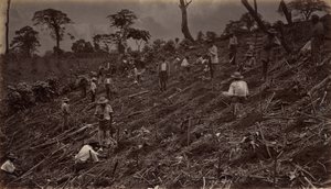 Setting out a Coffee Plantation at Antigua de Guatemala by Eadweard Muybridge