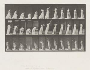 Animal Locomotion, Plate 305