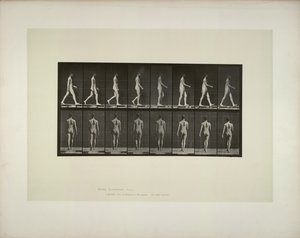 Animal locomotion: males pelvis cloth by Eadweard Muybridge
