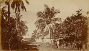Cocoa Palm--Retalhuleu, Guatemala by Eadweard Muybridge