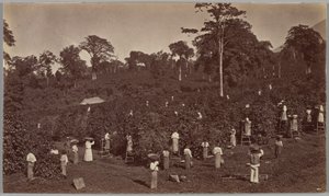 Coffee Harvesting, Las Nubes-Guatemala by Eadweard Muybridge