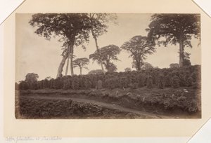 Coffee Plantation at Las Nubes, Guatemala