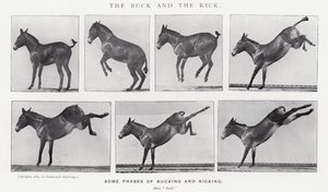 The Buck and the Kick by Eadweard Muybridge