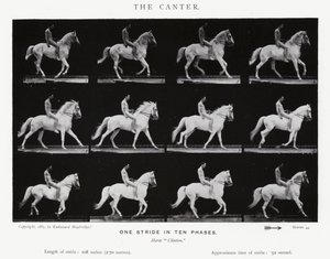 The Canter