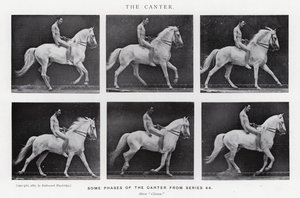 Eadweard Muybridge: The Canter (b/w photo)