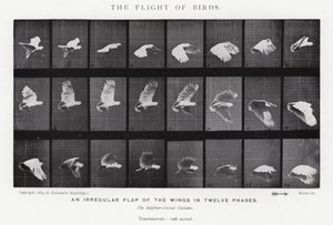 Eadweard Muybridge: The Flight of Birds (b/w photo)