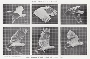 Eadweard Muybridge: The Flight of Birds (b/w photo)