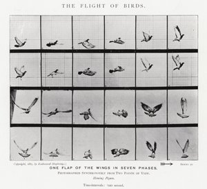 The Flight of Birds