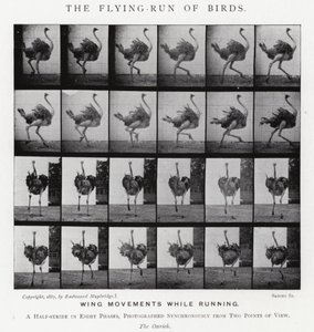 The Flying-Run of Birds