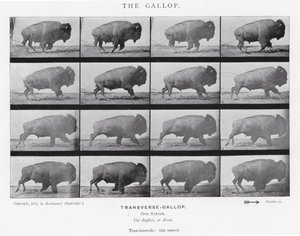 Eadweard Muybridge: The Gallop