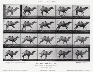 Eadweard Muybridge: The Gallop