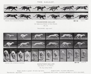 The Gallop