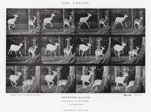 The Gallop by Eadweard Muybridge
