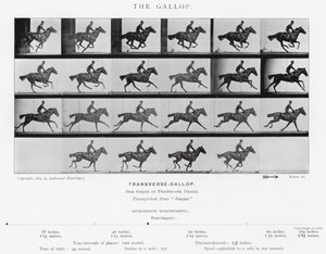 The Gallop by Eadweard Muybridge