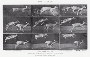 The Gallop by Eadweard Muybridge