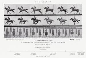 Eadweard Muybridge: The Gallop (b/w photo)
