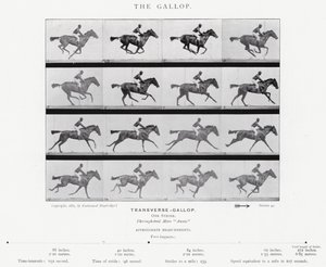 Eadweard Muybridge: The Gallop (b/w photo) by Eadweard Muybridge