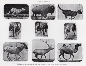 Eadweard Muybridge: The Gallop (b/w photo)
