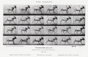 The Gallop