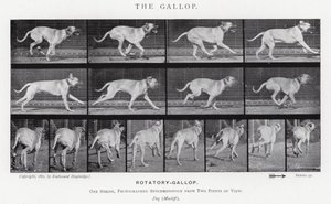 The Gallop