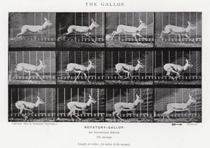 The Gallop