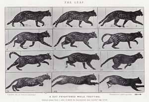 Eadweard Muybridge: The Leap (b/w photo)