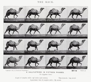 The Rack