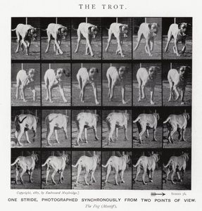 Eadweard Muybridge: The Trot by Eadweard Muybridge