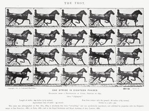 The Trot