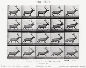 The Trot