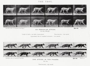 The Trot