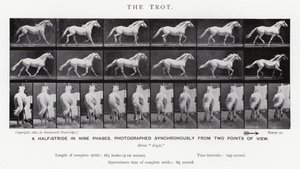 The Trot