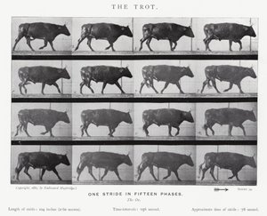 The Trot