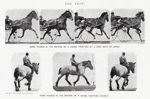 The Trot