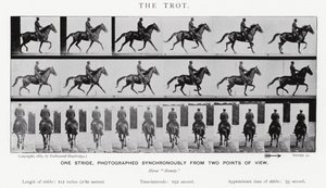 The Trot