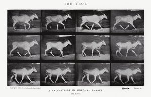 The Trot