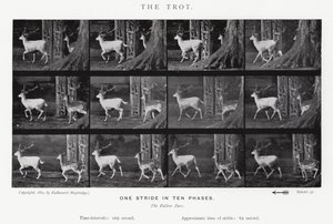 The Trot