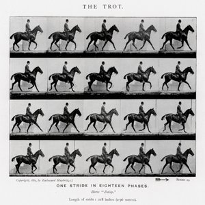The Trot by Eadweard Muybridge