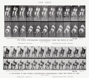 The Trot