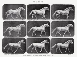 The Trot