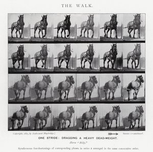 Eadweard Muybridge: The Walk