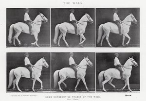 Eadweard Muybridge: The Walk